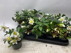 Helleborus Happy Day 12Ø 24cm
