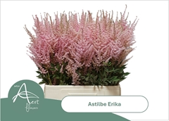 Astilbe Erika 70cm