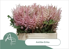 Astilbe Erika 60cm