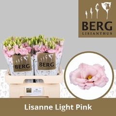 Eustoma Double Lisanne Light Pink 70cm