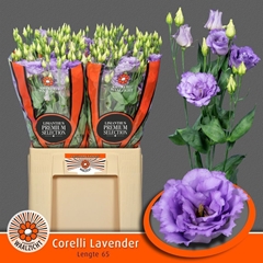 Eustoma Double Corelli Lavender 65cm