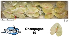 Anthurium Champagne 15cm Hd
