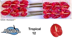 Anthurium Tropical 13cm Hd