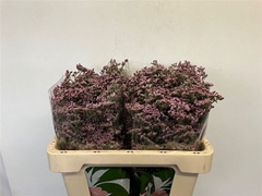 Limonium Safora Oshi Pink 55cm 20gr.