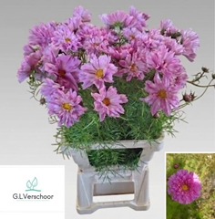 Cosmos Bipinnatus Pink 70cm