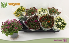 Chrysanth Mix 5 Colours 12Ø 25cm