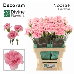 Dianthus Single Noosa+ 60cm