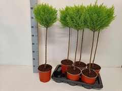 Cupressus Goldcrest Shapes 17Ø 80cm