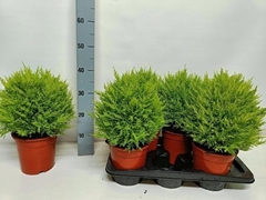 Cupressus Goldcrest Shapes 17Ø 50cm