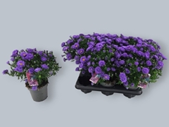 Aster Alpha Dark Purple Launch 12Ø 27cm