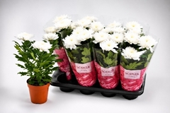 Chrysanth Supernova White 13Ø 38cm