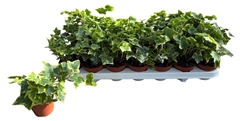 Hedera Helix Golden Kolibri 8Ø 10cm