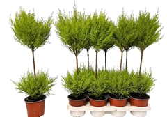 Cupressus Goldcrest Wilma 14Ø 65cm