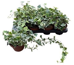 Hedera Helix White Wonder 13Ø 40cm