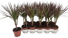 Dracaena Magenta 12Ø 45cm