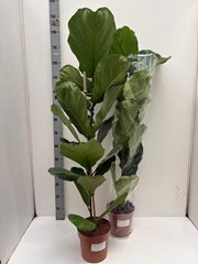 Ficus Lyrata 21Ø 130cm