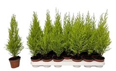 Cupressus Goldcrest Wilma 8Ø 40cm