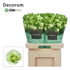 Eustoma Double Rosita Green 70cm