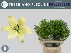 Lily La Trebbiano 75cm 2+