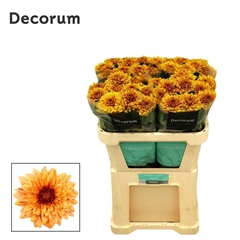 Chrysanth Single Pip Sunny 70cm 80gr.