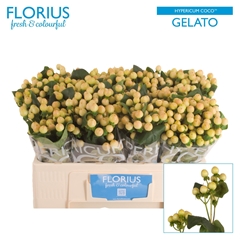 Hypericum Coco Gelato 50cm