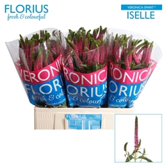 Veronica Smart Iselle 60cm