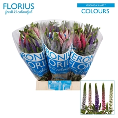 Veronica Smart Colours Mix 50cm