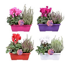 Bedding Plants Mix 25Ø 27cm