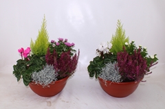 Bedding Plants Mix 30Ø 45cm