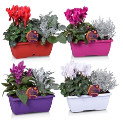 Bedding Plants Mix 25Ø 30cm