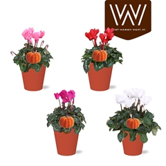 Cyclamen Super Serie Allure 12Ø 30cm