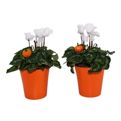 Cyclamen Super Serie Allure 14Ø 30cm