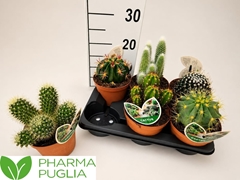 Cactus Mix 12Ø 15cm