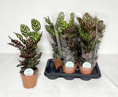 Calathea Makoyana 17Ø 60cm