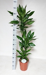 Dracaena Janet Lind 24Ø 140cm
