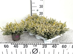 Calluna Garden Girls Sandy 11Ø 19cm