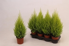 Cupressus Goldcrest Wilma 14Ø 55cm