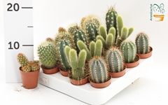 Cactus Mix 5Ø 10cm