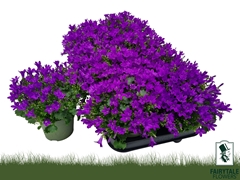 Campanula Blue Get Mee 10Ø 20cm