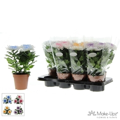 Chrysanth Supernova White 13Ø 33cm