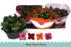 Kalanchoe Single Mix 4 Colours 23Ø 25cm