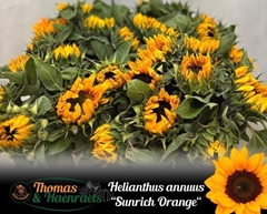 Helianthus Sunrich Orange 60cm 12cm Hd