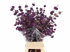 Callicarpa Bodinieri Magical Purple Giant 110cm