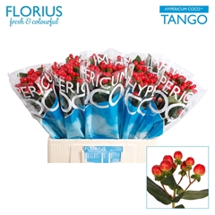 Hypericum Coco Tango 60cm