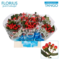 Hypericum Coco Tango 40cm