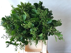 Ligustrum Ovalifolium Winter Jewel 45cm