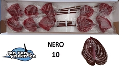 Anthurium Nero 15cm Hd