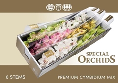 Cymbidium Mix 80cm