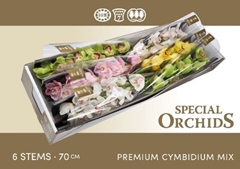Cymbidium Mix 70cm