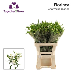 Alstroemeria Florinca Charmelia Blanca 60cm